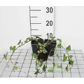 GRDplanten 12x Gewone Klimop - Hedera helix | 9x9 cm pot