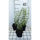 GRDplanten 6x Steentijm - Calamintha nep. 'White Cloud' | 9x9 cm pot