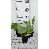 GRDplanten 6x Zonnehoed - Rudbeckia maxima | 9x9 cm pot