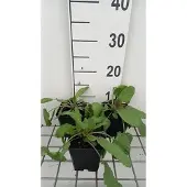 GRDplanten 6x Veldsalie - Salvia prat. 'Twilight Serenade' | 9x9 cm pot
