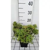 GRDplanten 6x Klokje - Campanula lact. 'White Pouffe' | 9x9 cm pot