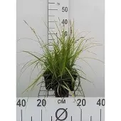 GRDplanten 6 x Carex osh. 'J.S. Greenwell' - Japanse zegge 'J.S. Greenwell' - pot 9 x 9 cm