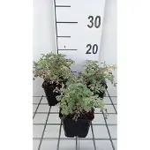 GRDplanten 6x Margriet - Tanacetum niveum 'Jackpot' | 9x9 cm pot