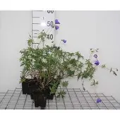GRDplanten 6x Ooievaarsbek - Geranium hybr. 'Orion' | 9x9 cm pot