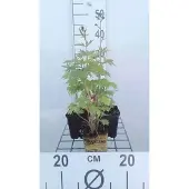 GRDplanten 6x Ridderspoor - Delphinium (p) 'Black Knight' | 9x9 cm pot
