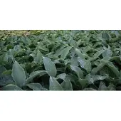 GRDplanten 6x Hartlelie - Hosta hybr. 'Flemish Sky' | 9x9 cm pot