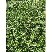 GRDplanten 6x Funkia - Hosta hybr. 'Twilight' | 9x9 cm pot
