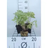 GRDplanten 6x Ridderspoor - Delphinium (p) 'Astolat' | 9x9 cm pot
