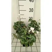 GRDplanten 6x Alpenviooltje - Cyclamen hed. 'White Pearls' | 9x9 cm pot