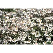 GRDplanten 6x Aster - Aster divaricatus | 9x9 cm pot