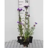 GRDplanten 6x Fijnstraal - Erigeron hybr. Azure Beauty' | 9x9 cm pot