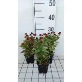 GRDplanten 6x Zonnekruid - Helenium hybr. 'Red Jewel' | 9x9 cm pot
