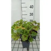 GRDplanten 6x Purperklokje - Heuchera hybr. 'Electra' | 9x9 cm pot