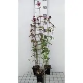 GRDplanten 6x Bergamotplant - Monarda fist. 'Menthifolia' | 9x9 cm pot