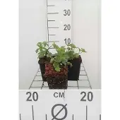 GRDplanten 6x Zeeuws knoopje - Astrantia maj. 'Lars' | 9x9 cm pot