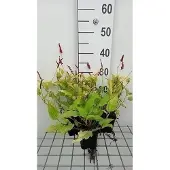 GRDplanten 6x Duizenknoop - Persicaria ampl. 'Golden Arrow' | 9x9 cm pot
