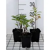 GRDplanten 6x Vlambloem - Phlox (p) 'Orange Perfection' | 9x9 cm pot