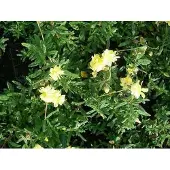 GRDplanten 6x Zonneroosje - Helianthemum hybr. 'Sulph. Plenum' | 9x9 cm pot