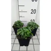 GRDplanten 6x Ooievaarsbek - Gentiana sept. 'Lagodechiana' | 9x9 cm pot