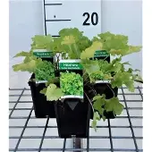 GRDplanten 6x Purperklokje - Heuchera hybr. 'Lime Marmalade' | 9x9 cm pot