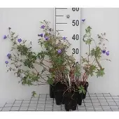 GRDplanten 6x Ooievaarsbek - Geranium hybr. 'Brookside' | 9x9 cm pot