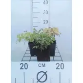 GRDplanten 6x Elfenbloem - Epimedium grandiflorum | 9x9 cm pot