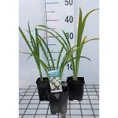 GRDplanten 6x Daglelie - Hemerocallis hybr. 'Arctic Snow' | 9x9 cm pot