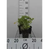 GRDplanten 6x Nagelkruid - Geum rivale | 9x9 cm pot