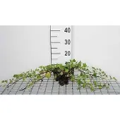 GRDplanten 12x Klimop 'Shamrock' - Hedera helix 'Shamrock' | 9x9 cm pot