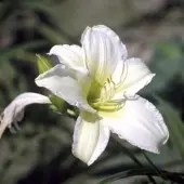 GRDplanten 6x Daglelie - Hemerocallis hybr. 'Light The Way' | 9x9 cm pot