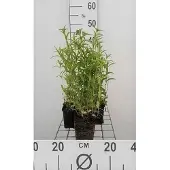 GRDplanten 6x Kattekruid - Nepeta nervosa | 9x9 cm pot
