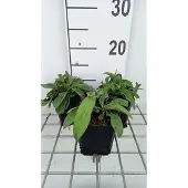 GRDplanten 6x Succisa - Succisa pratensis | 9x9 cm pot