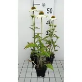 GRDplanten 6x Zonnehoed - Echinacea purp. Pow Wow White' | 9x9 cm pot