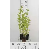 GRDplanten 6x Kattekruid - Nepeta subsessilis | 9x9 cm pot
