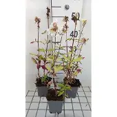 GRDplanten 6x Zeepkruid - Saponaria off. 'Alba Plena' | 9x9 cm pot