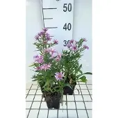 GRDplanten 6x Aster - Aster dum. 'Peter Harrison' | 9x9 cm pot