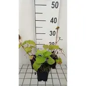 GRDplanten 6x Saruma - Saruma henryi | 9x9 cm pot