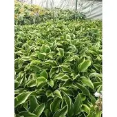 GRDplanten 6x Funkia - Hosta hybr. 'Mama Mia' | 9x9 cm pot