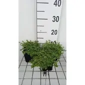 GRDplanten 6x Citroentijm - Thymus citr. 'Aureus' | 9x9 cm pot