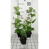 GRDplanten 6x Leverkruid - Eupatorium rug. Braunlaub' | 9x9 cm pot
