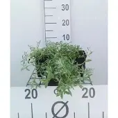 GRDplanten 6x Hoornbloem - Cerastium tomentosum | 9x9 cm pot