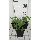 GRDplanten 6x Lupine - Lupinus hybr. 'The Chatelaine' ( 'schlossfrau') | 9x9 cm pot