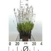 GRDplanten 6x Lavandel - Lavandula ang. 'Rosea' | 9x9 cm pot