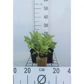 GRDplanten 6x Vingerhoedskruid - Digitalis hybr. 'Mertonensis' | 9x9 cm pot