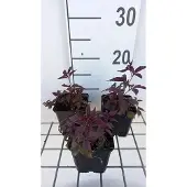 GRDplanten 6x Gillenia - Gillenia trif. 'Pink Profusion' | 9x9 cm pot
