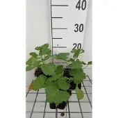 GRDplanten 6x Sidalcea - Sidalcea hybr. 'Little Princess' | 9x9 cm pot