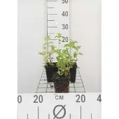 GRDplanten 6x Bergamotplant - Monarda hybr. 'Prärienacht' | 9x9 cm pot