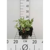 GRDplanten 6x Teunisbloem - Oenothera macrocarpa (missouriensis) | 9x9 cm pot
