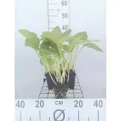 GRDplanten 6x Funkia - Hosta hybr. 'Halcyon' | 9x9 cm pot