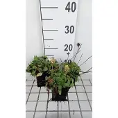 GRDplanten 6x Brunel - Prunella grand. 'Alba' | 9x9 cm pot